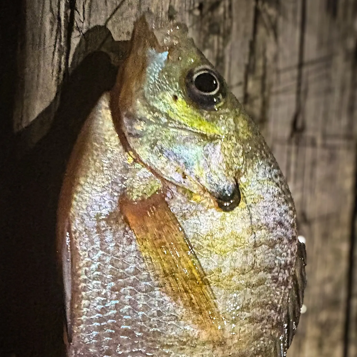 Bluegill caught on Fishbrain