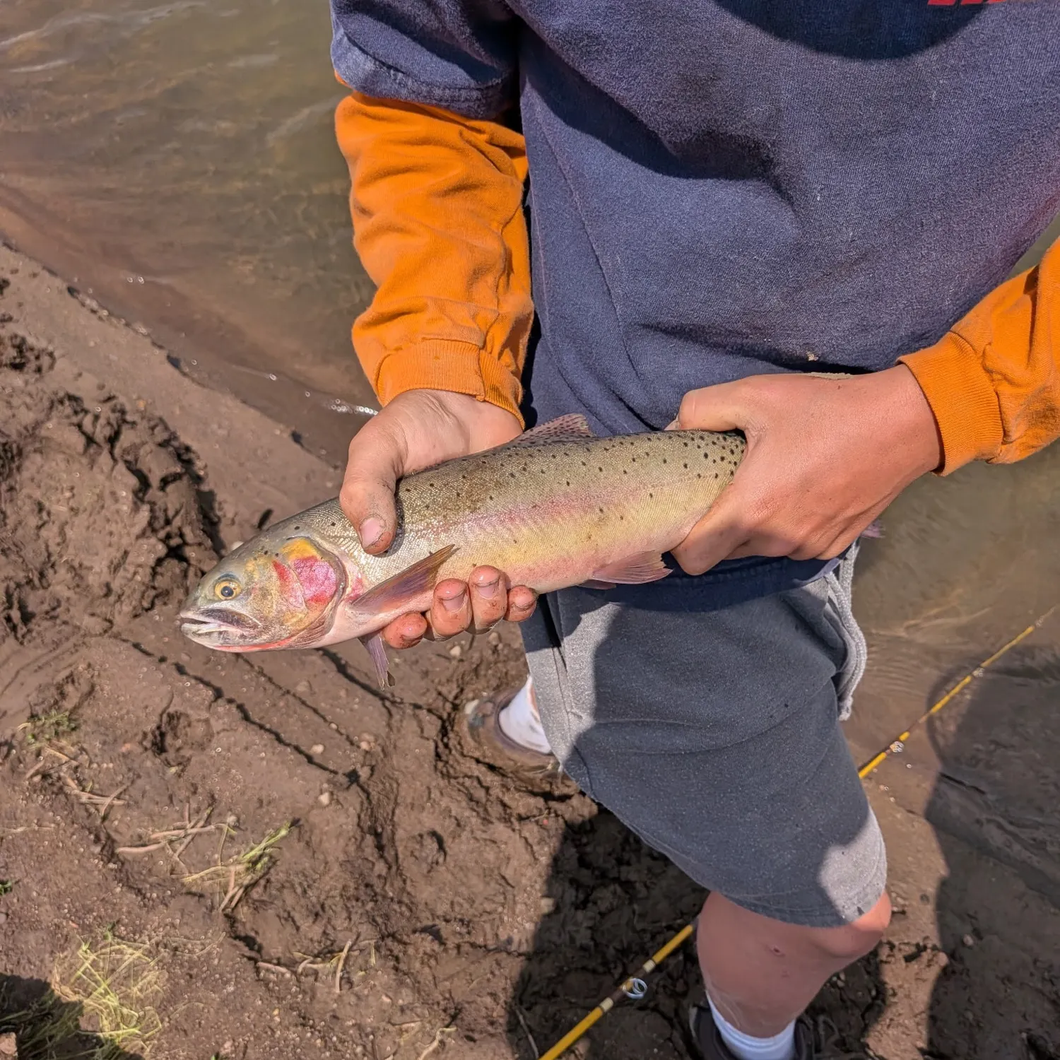 Cutthroat trout caught on Fishbrain
