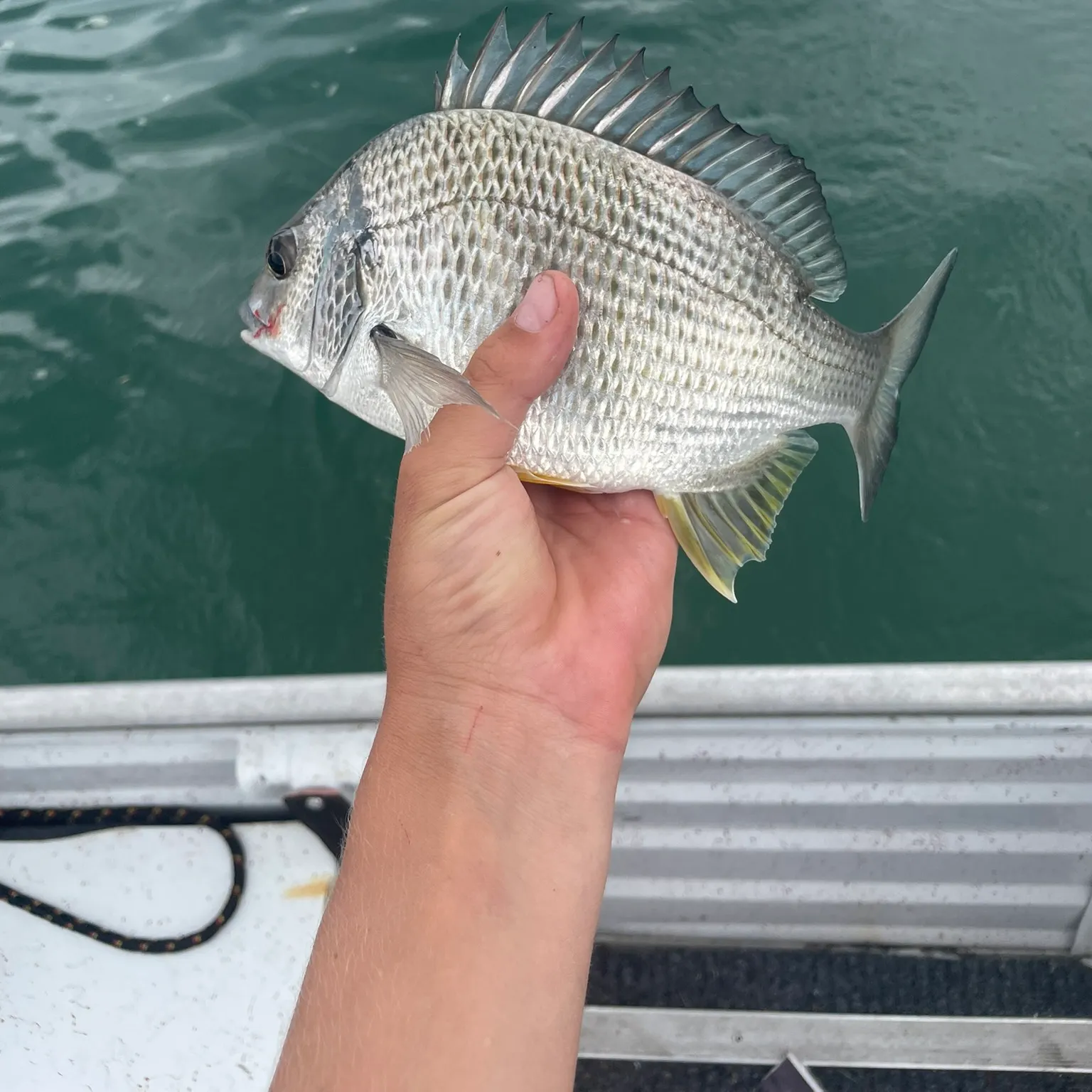 The most recent Surf bream catches on Fishbrain