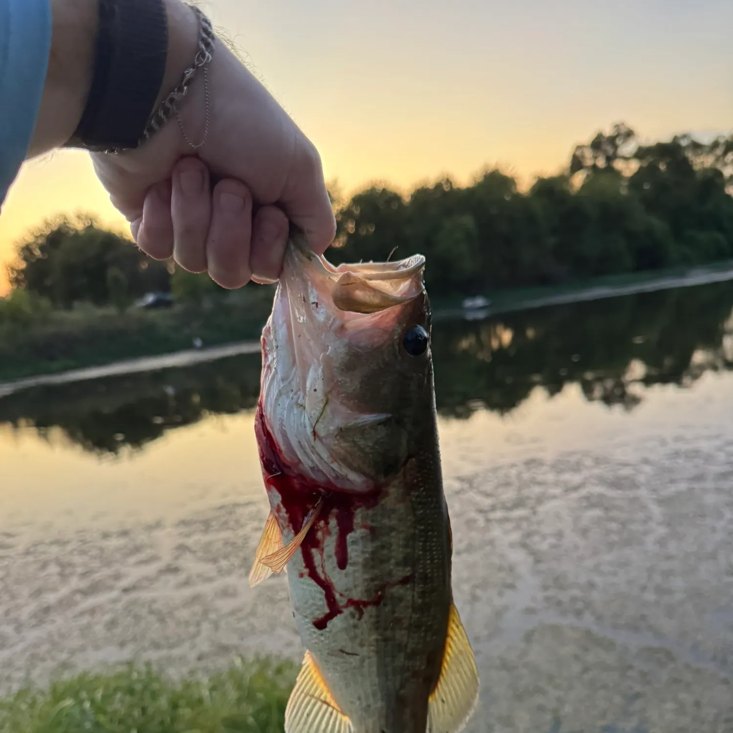 Largemouth bass caught on Fishbrain