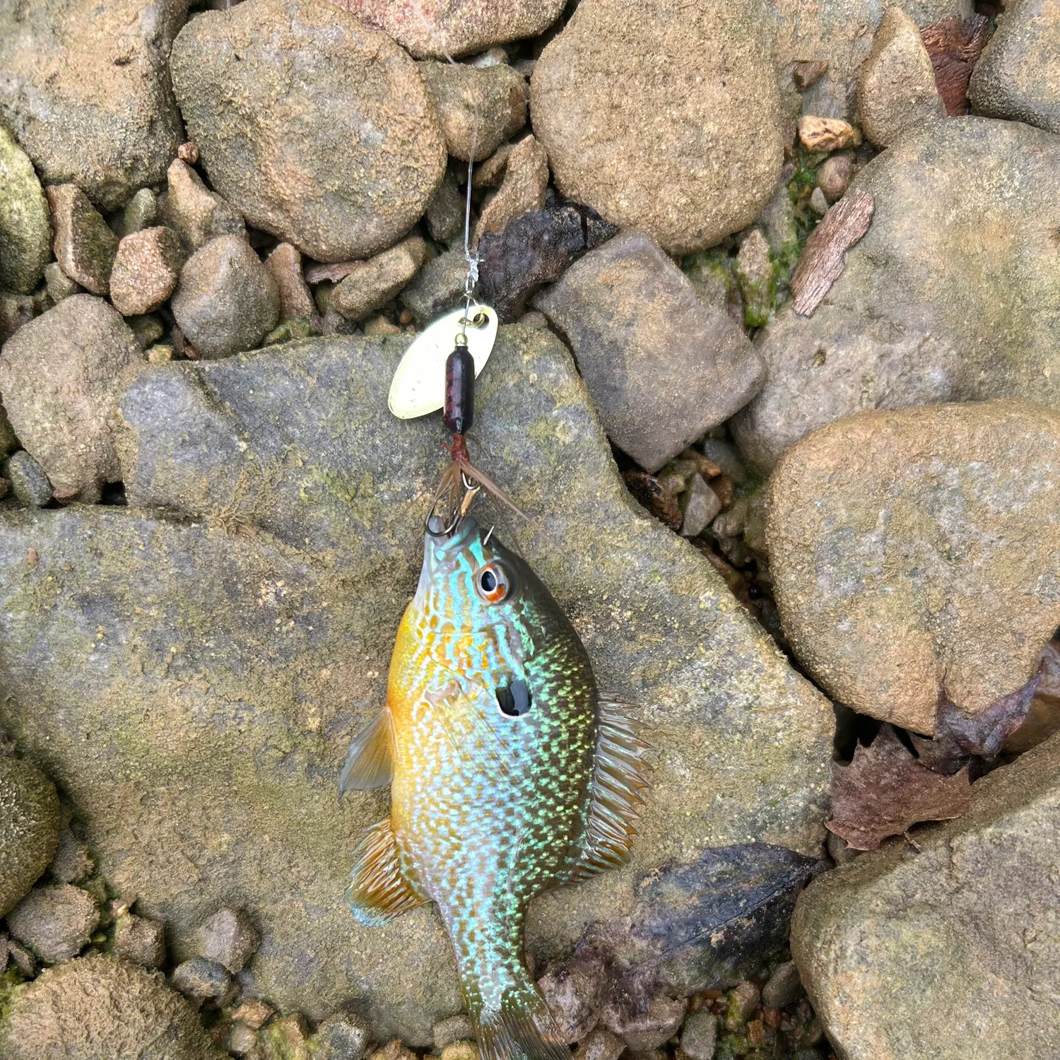 Longear sunfish caught on Fishbrain