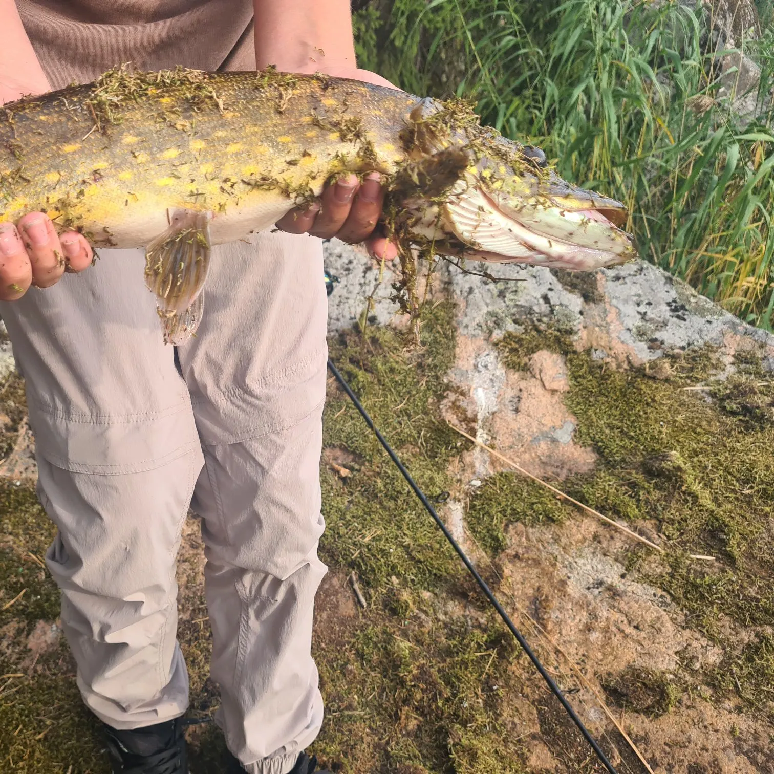 Northern pike caught on Fishbrain