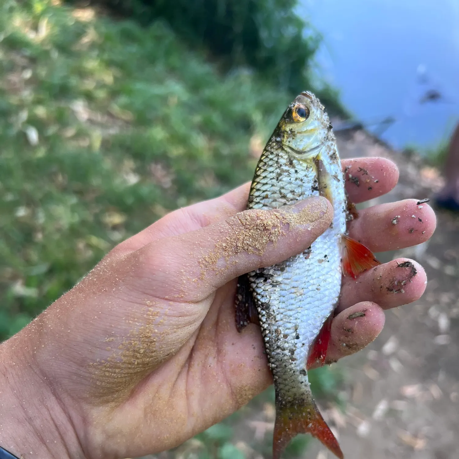 Common rudd caught on Fishbrain