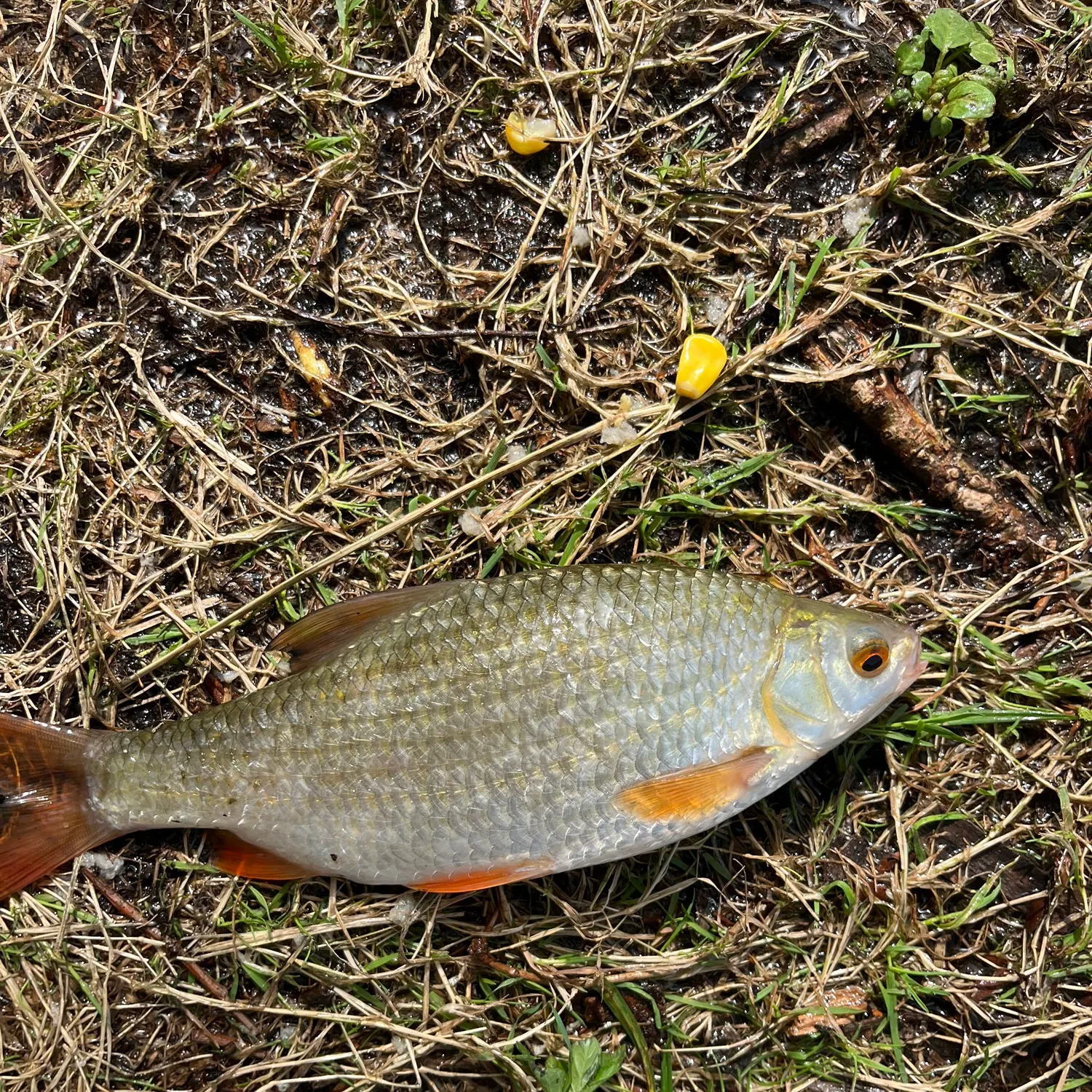 Common roach caught on Fishbrain