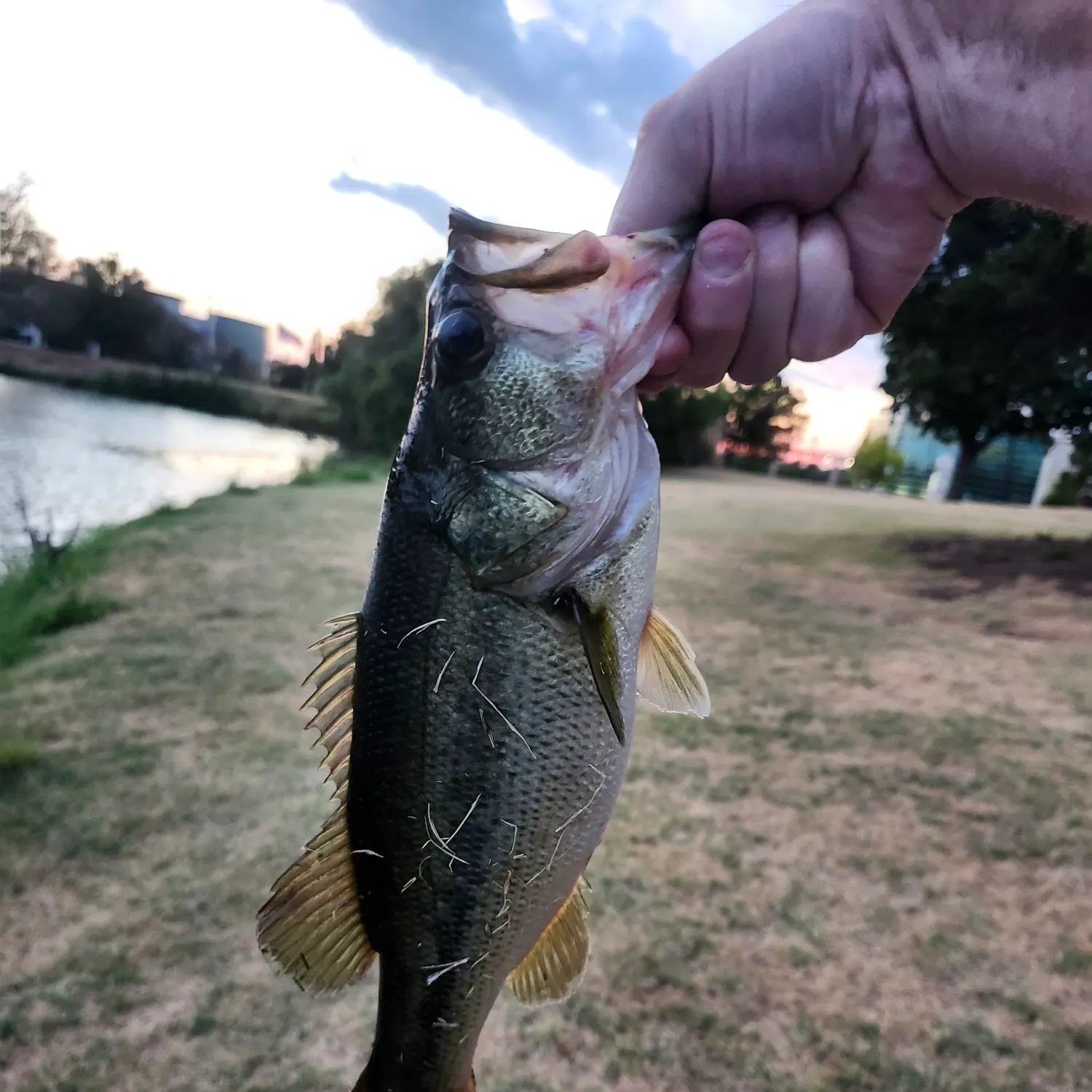 Largemouth bass caught on Fishbrain