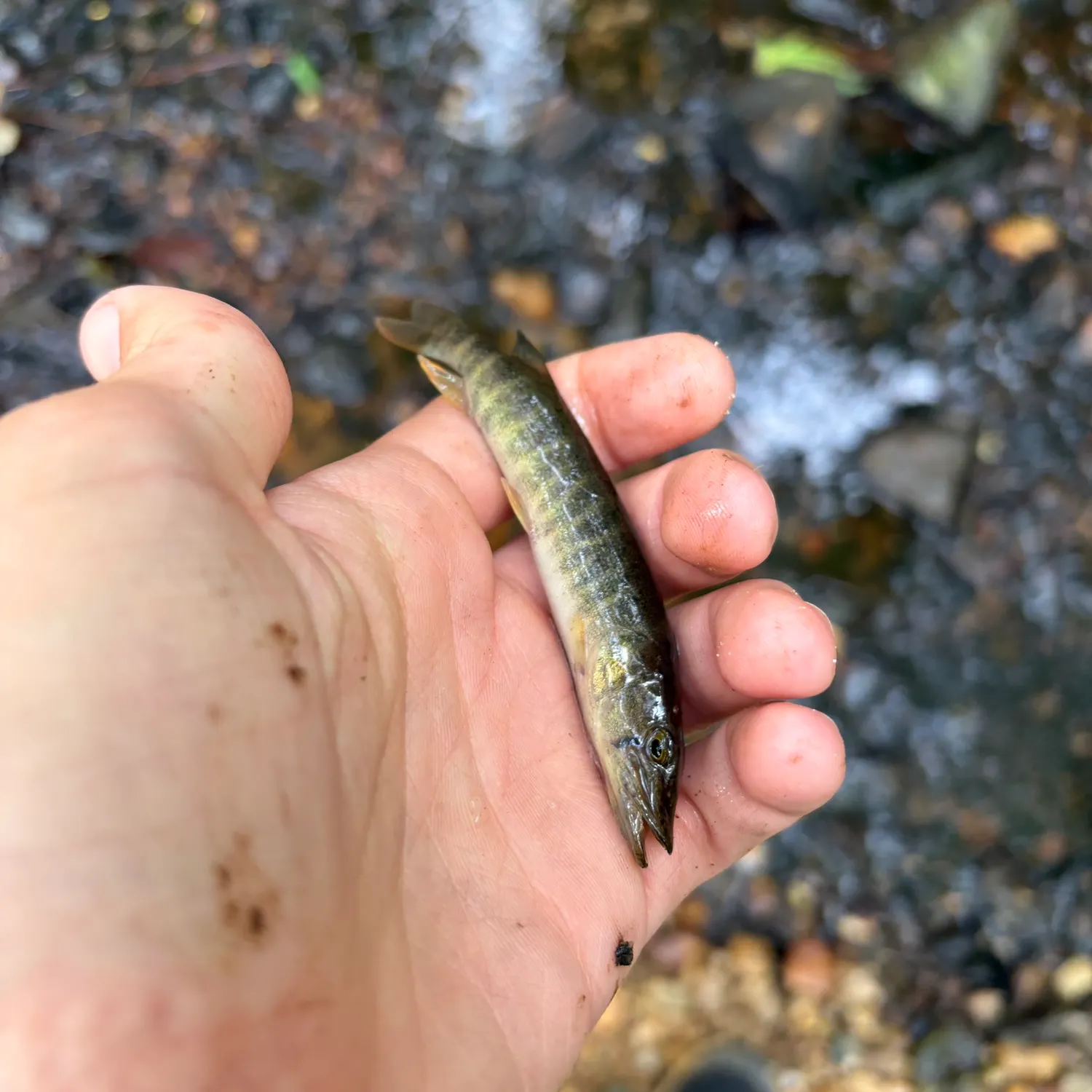 The most recent Redfin pickerel catches on Fishbrain