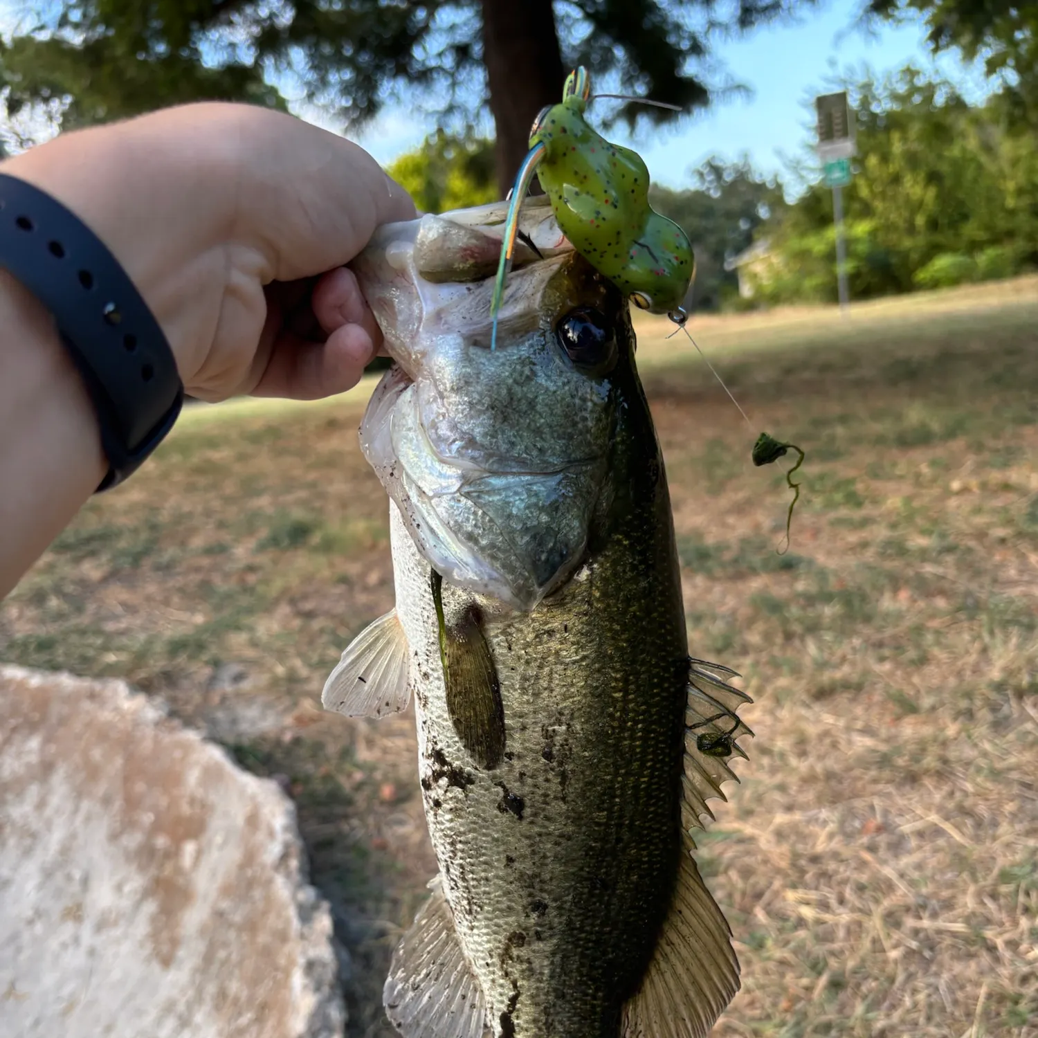 Largemouth bass caught on Fishbrain