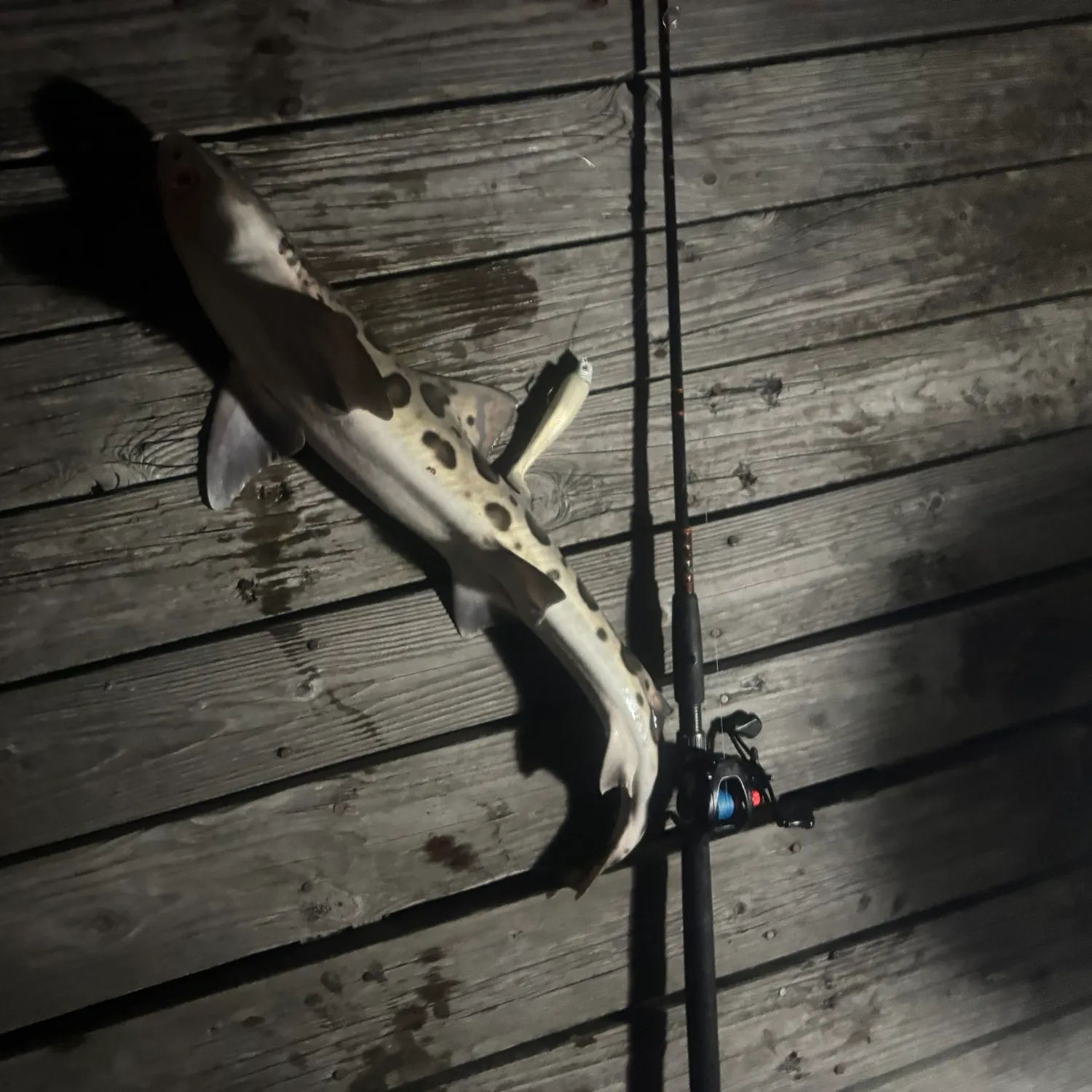 Leopard shark caught on Fishbrain