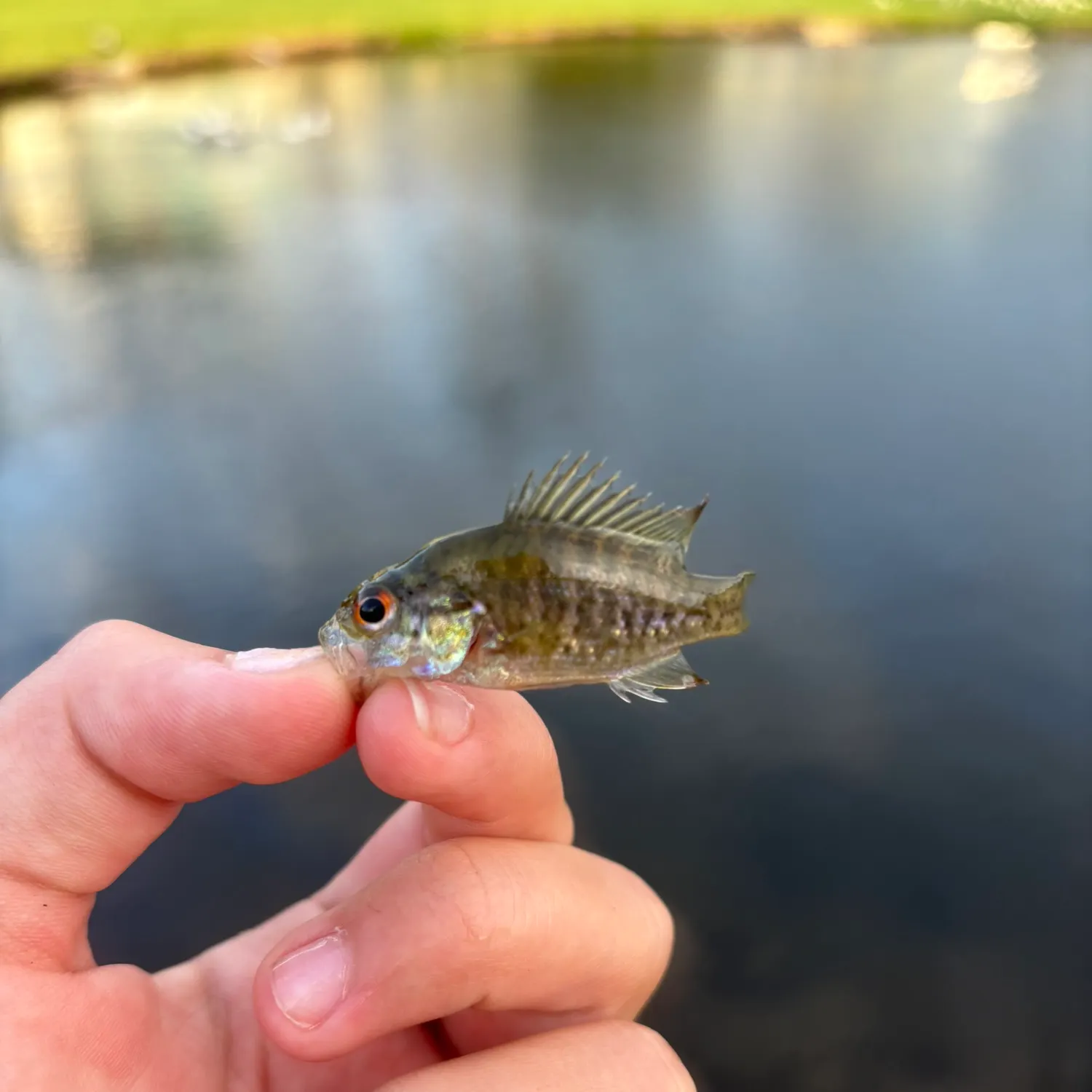 The most recent Redbelly tilapia catches on Fishbrain