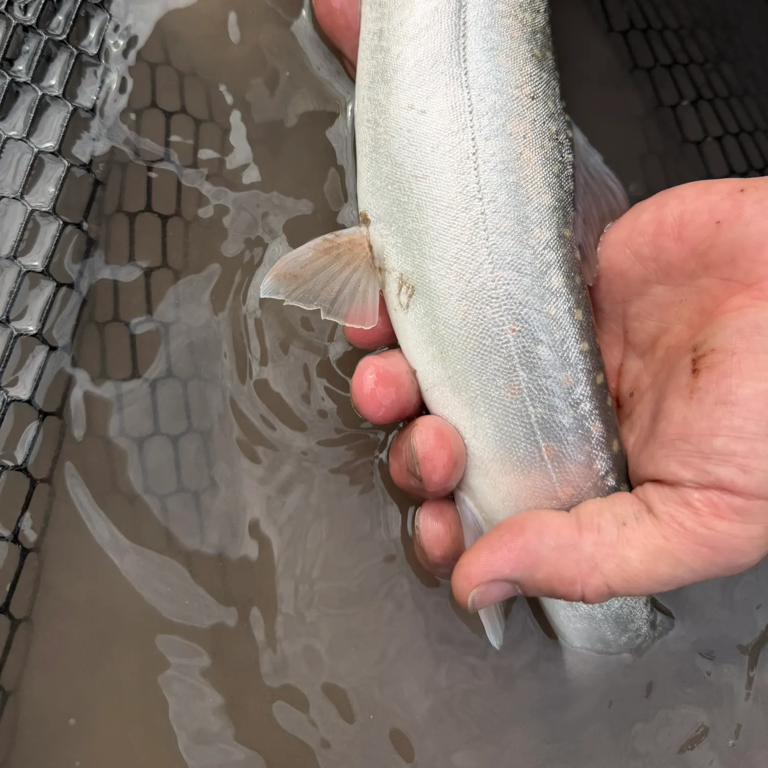 Dolly varden caught on Fishbrain