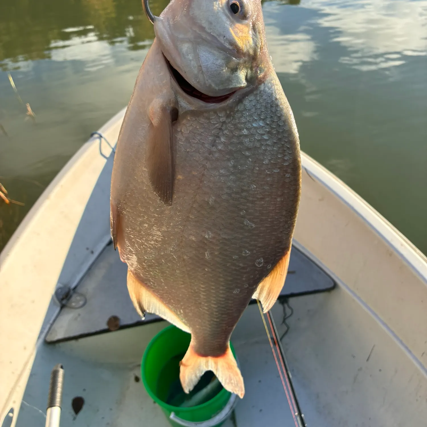 Common bream caught on Fishbrain