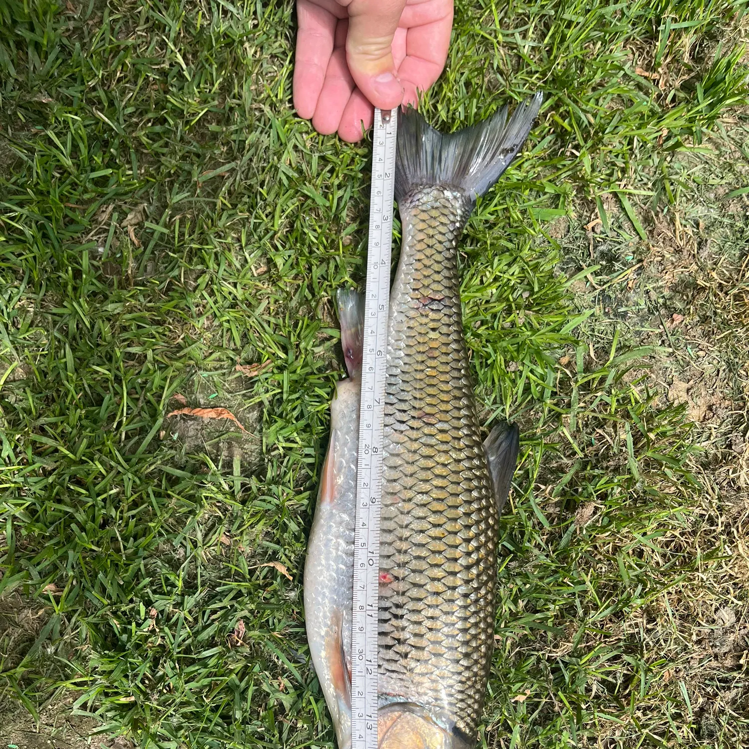most liked catch image