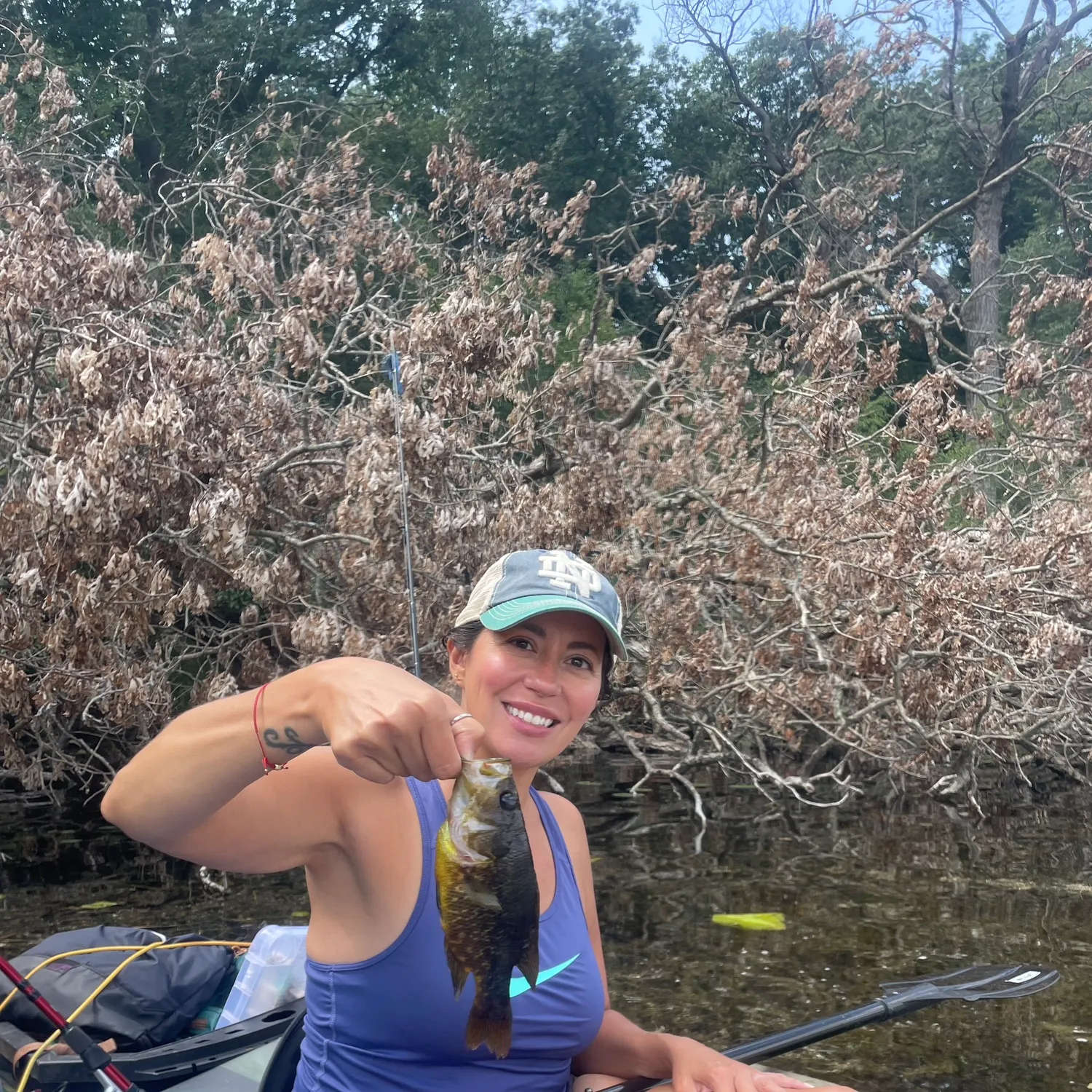Rock bass caught on Fishbrain