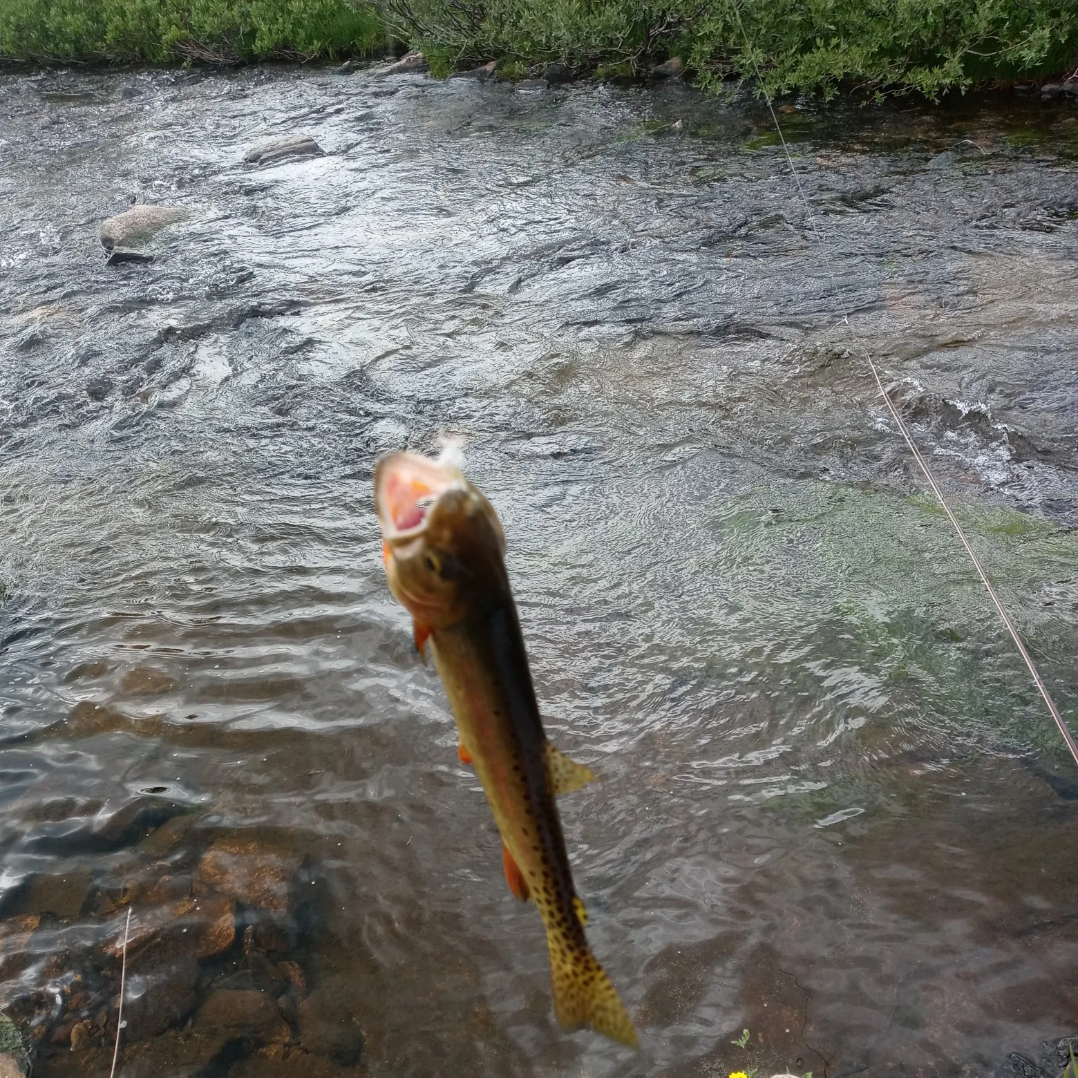 recently logged catches