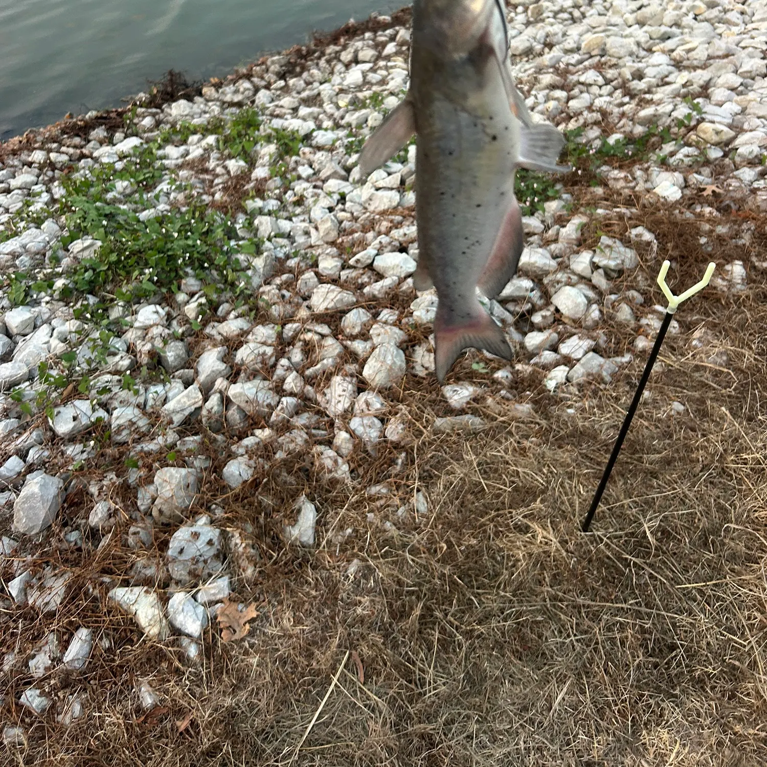 Channel catfish caught on Fishbrain