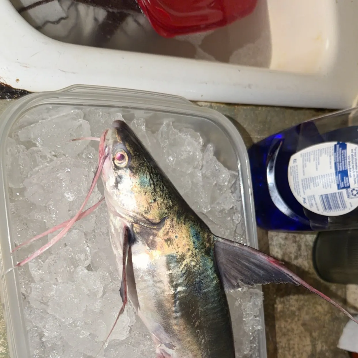 catch