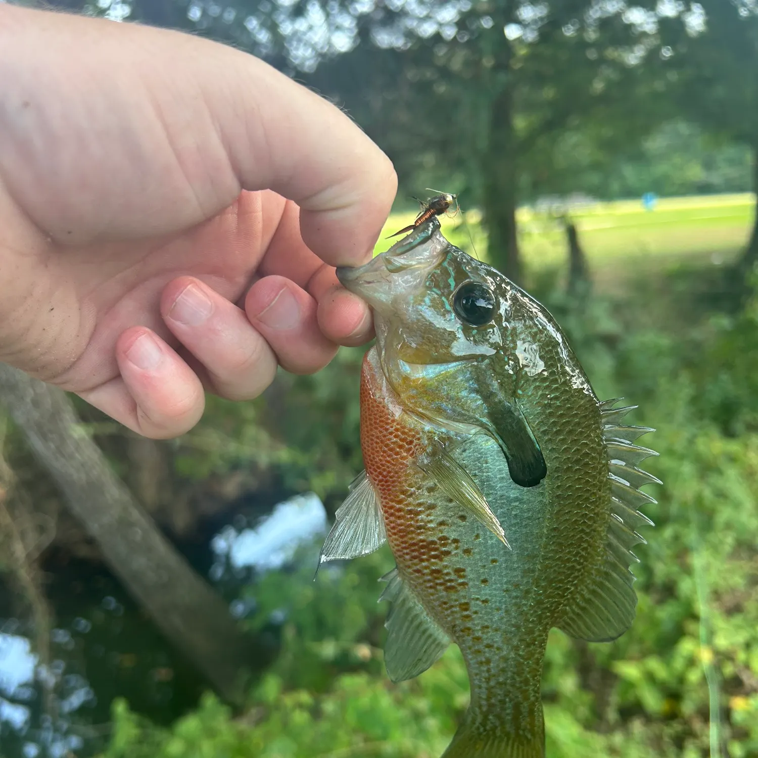 Redbreast sunfish caught on Fishbrain
