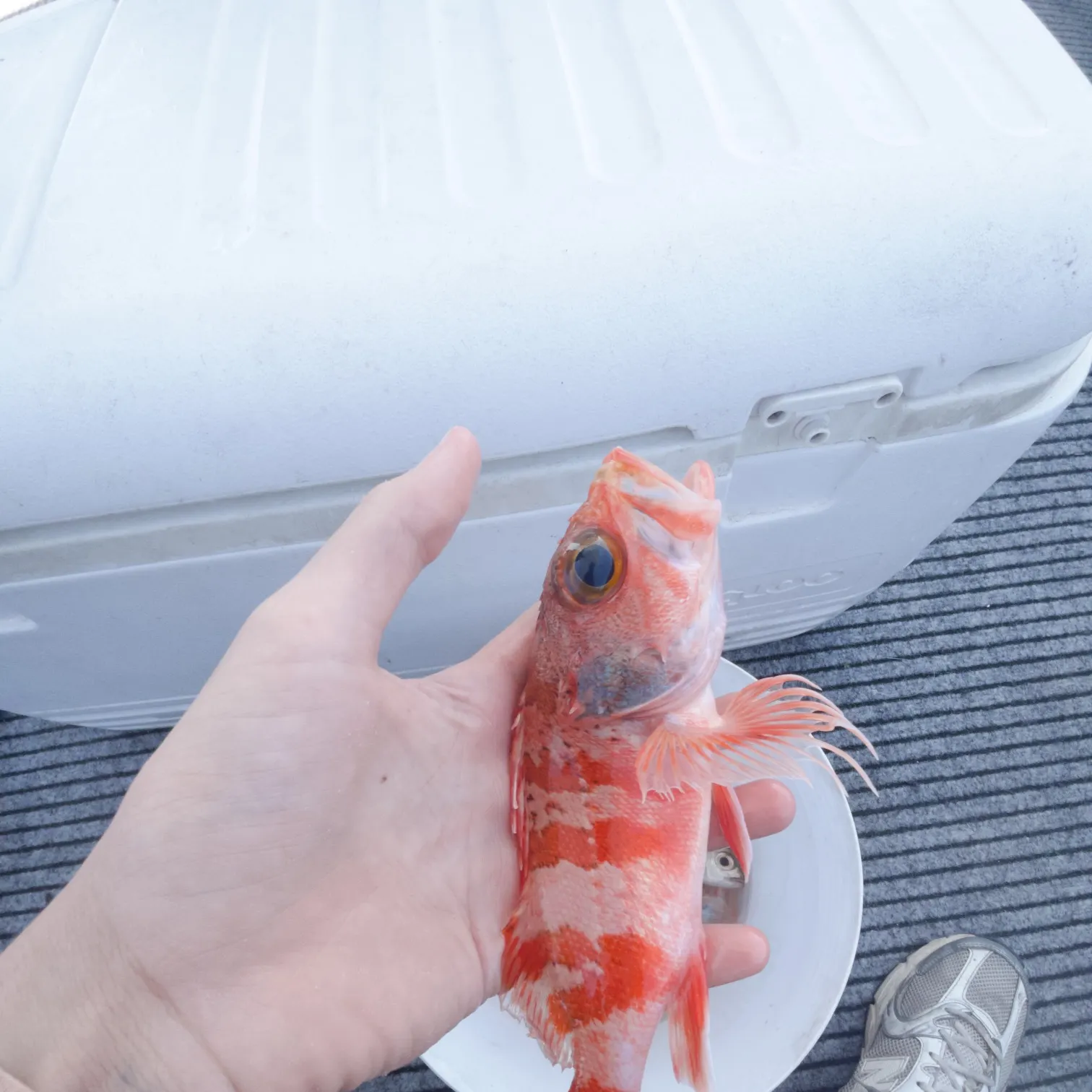 The most recent Pacific spotted scorpionfish catches on Fishbrain