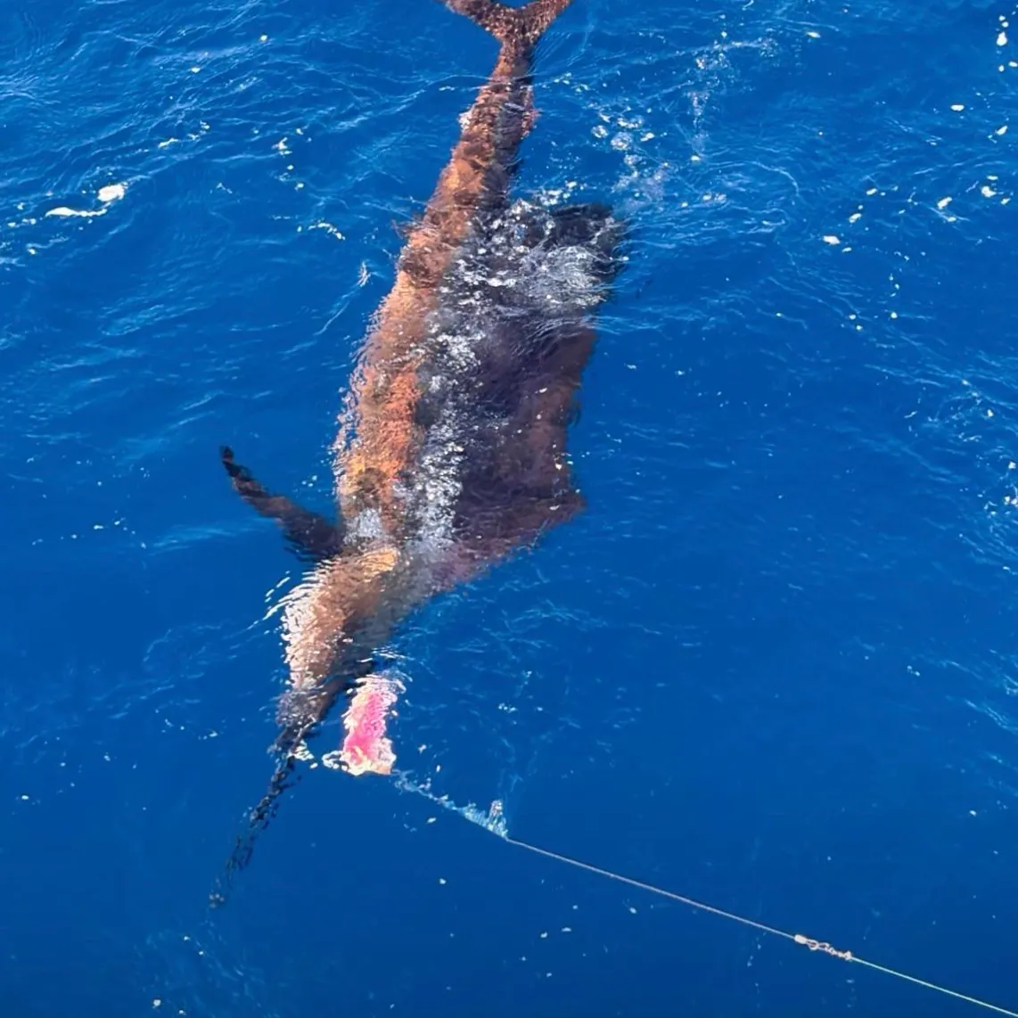 The most recent Atlantic sailfish catches on Fishbrain