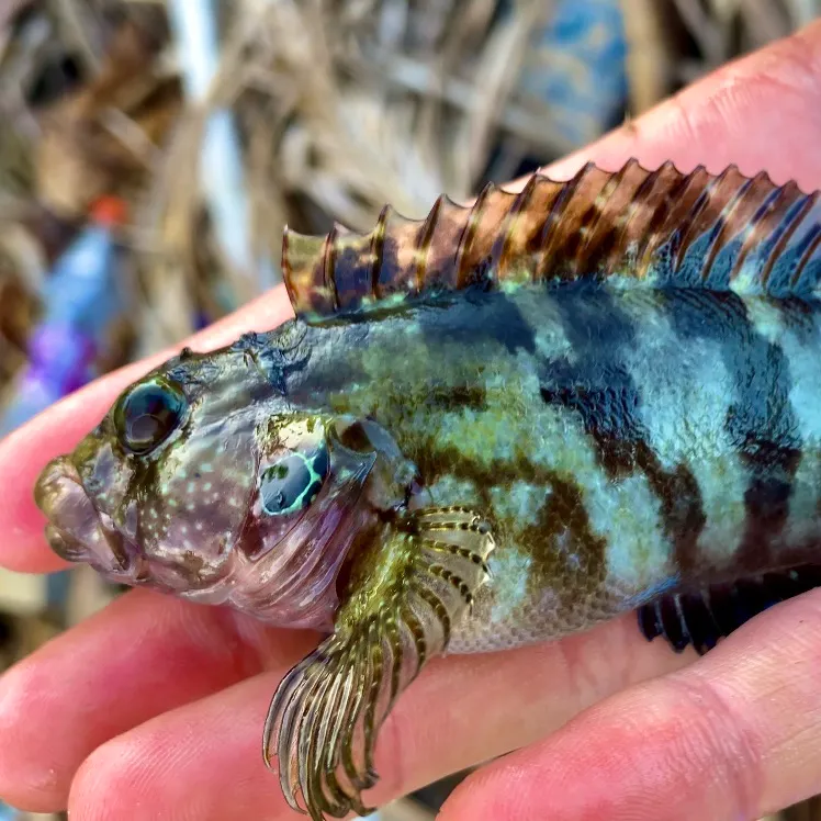 The most recent Hairy blenny catches on Fishbrain