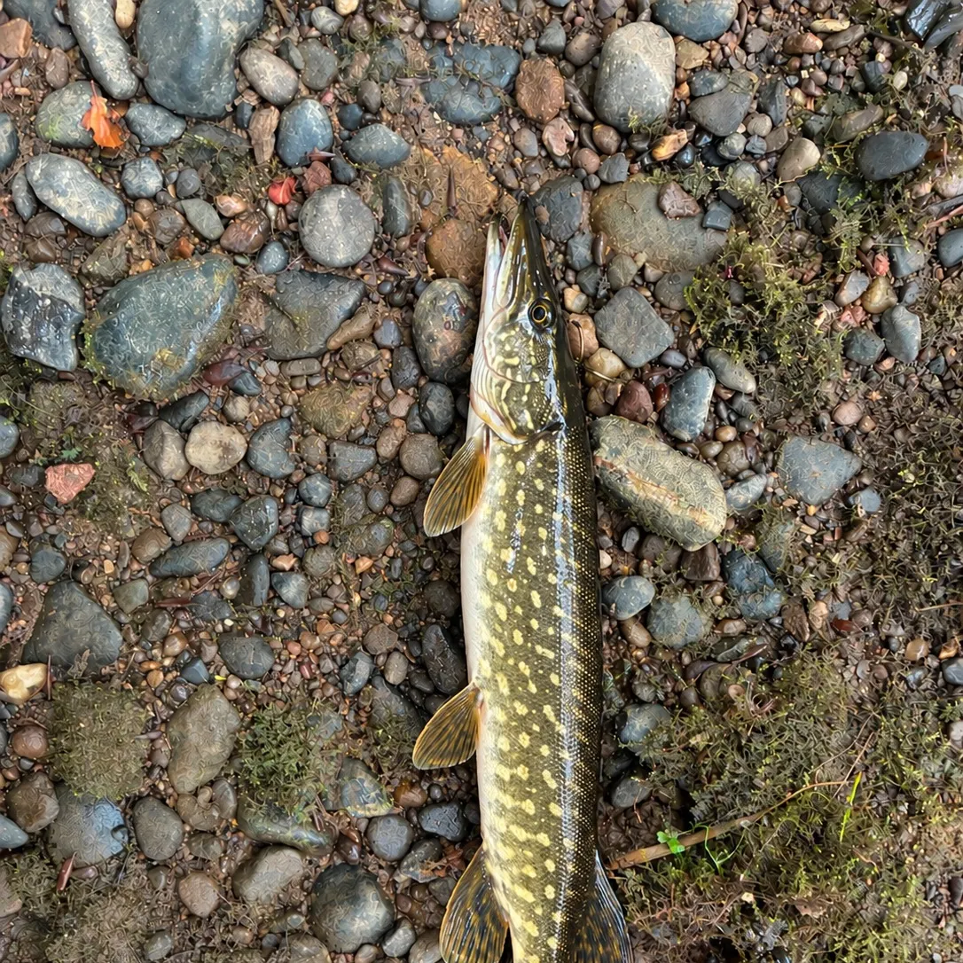 Northern pike caught on Fishbrain