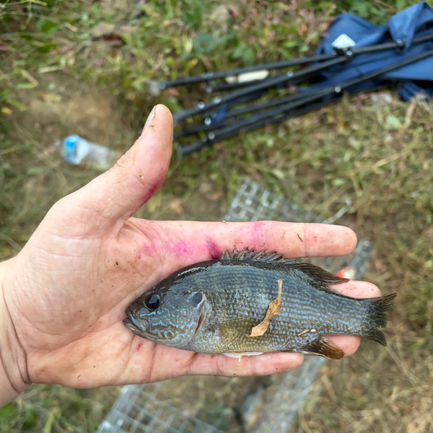 Green sunfish caught on Fishbrain