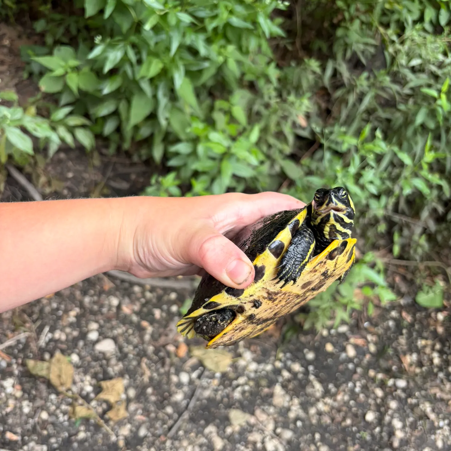 The most recent Texas cooter turtle catches on Fishbrain