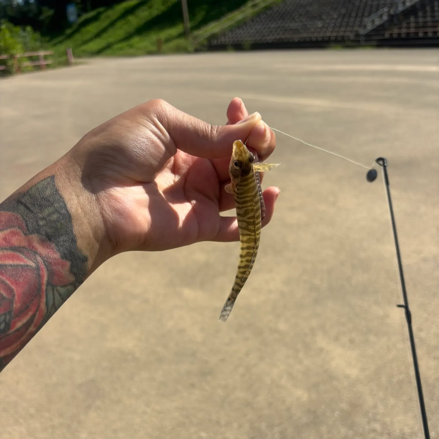The most recent Common logperch catches on Fishbrain
