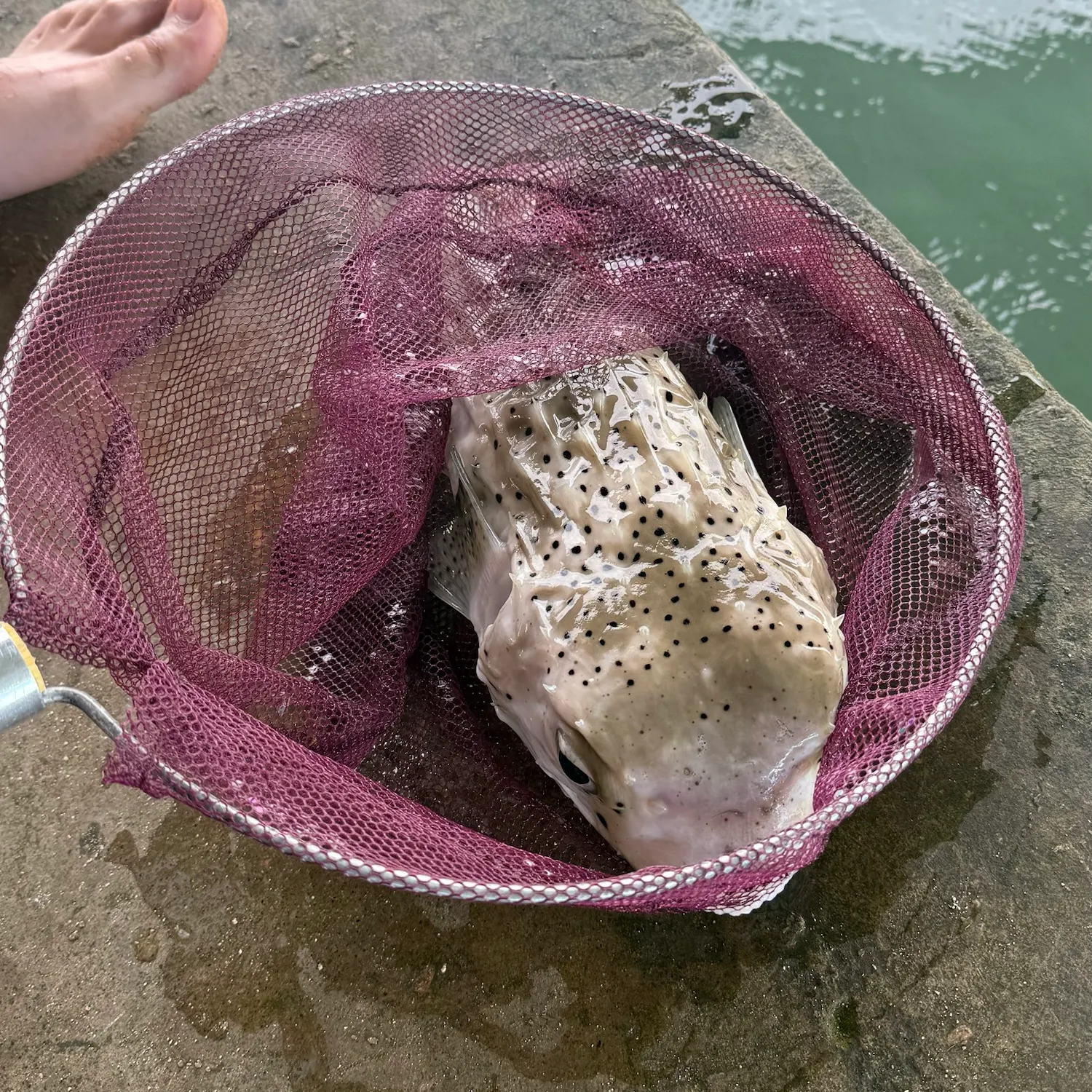 The most recent Spotted green pufferfish catches on Fishbrain