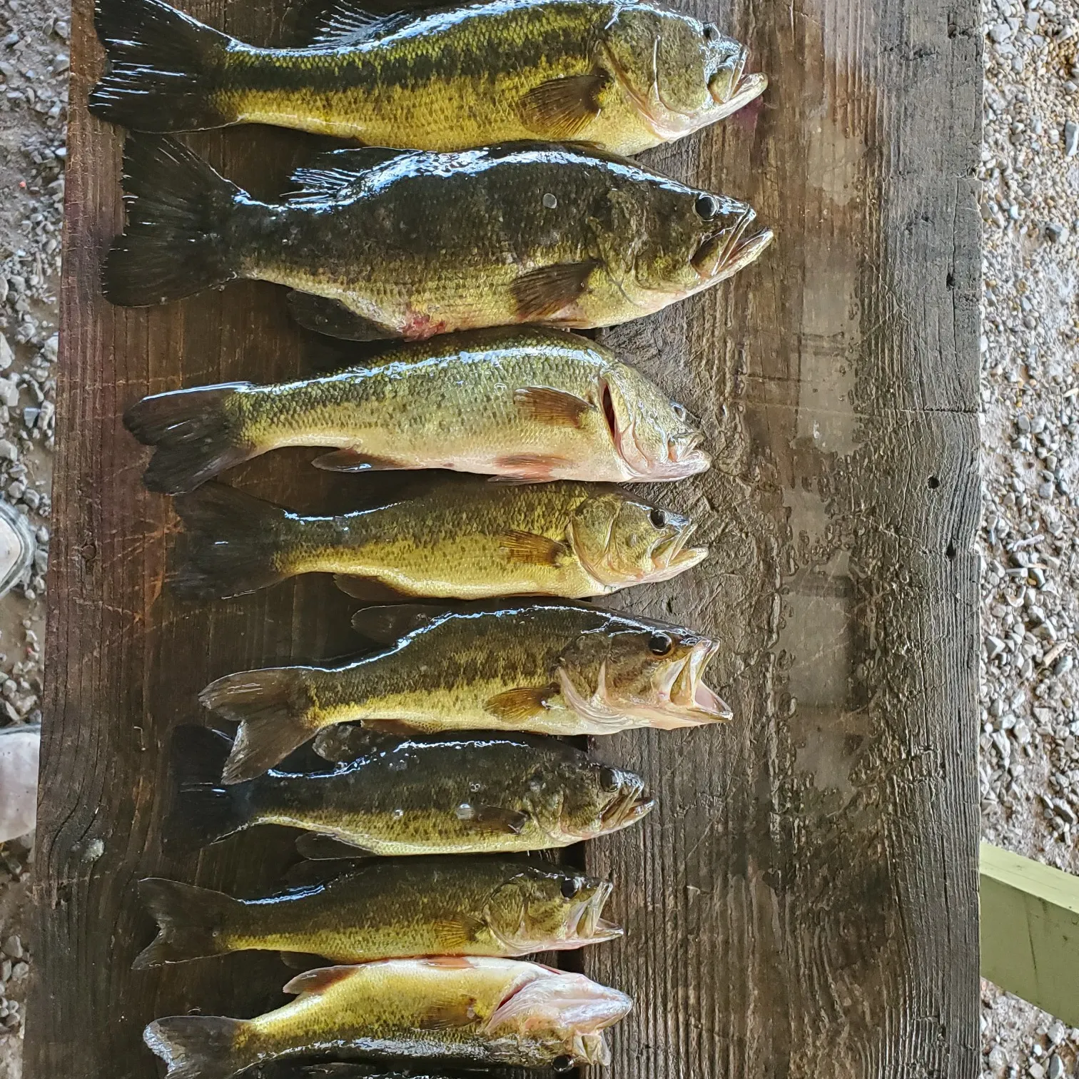 recently logged catches