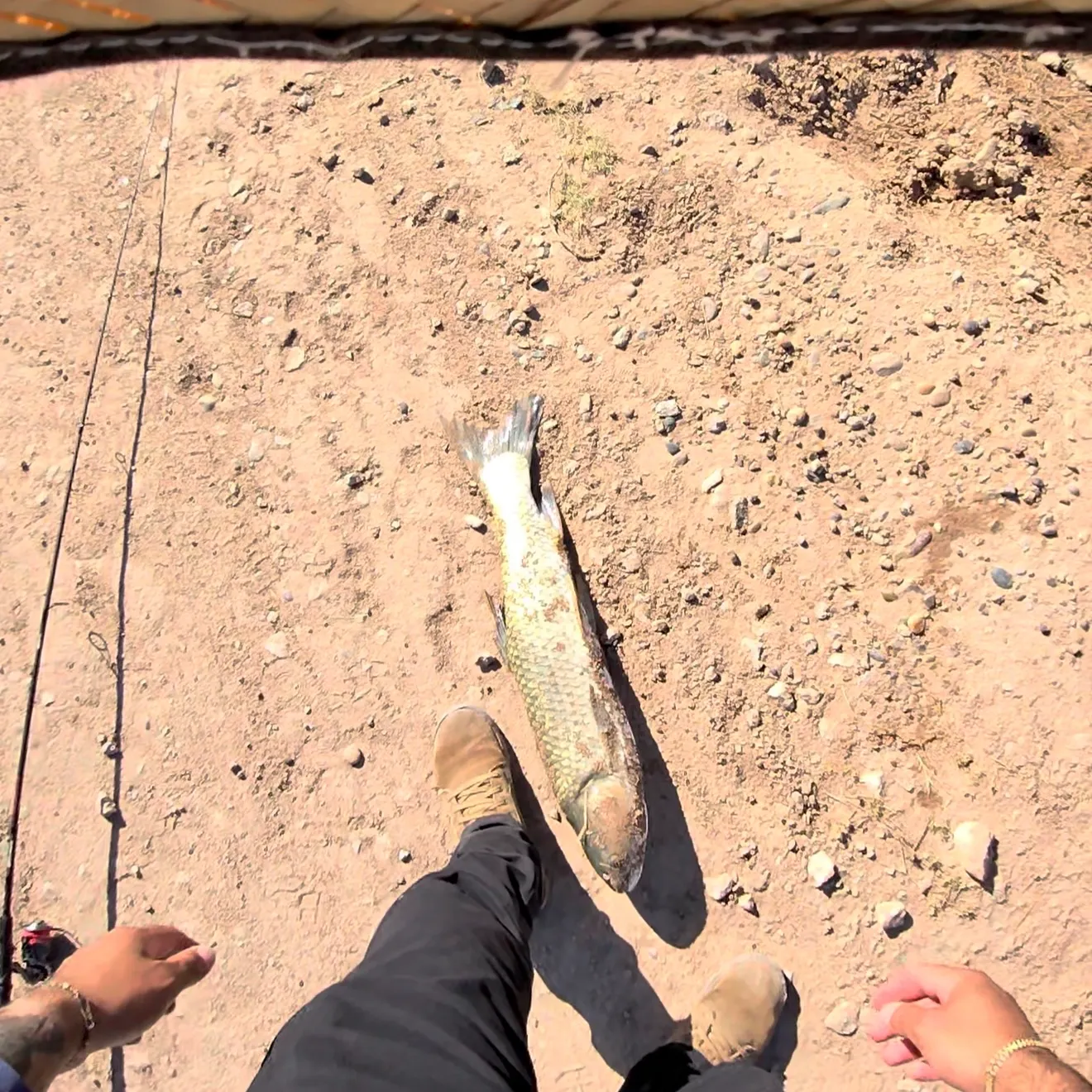Grass carp caught on Fishbrain