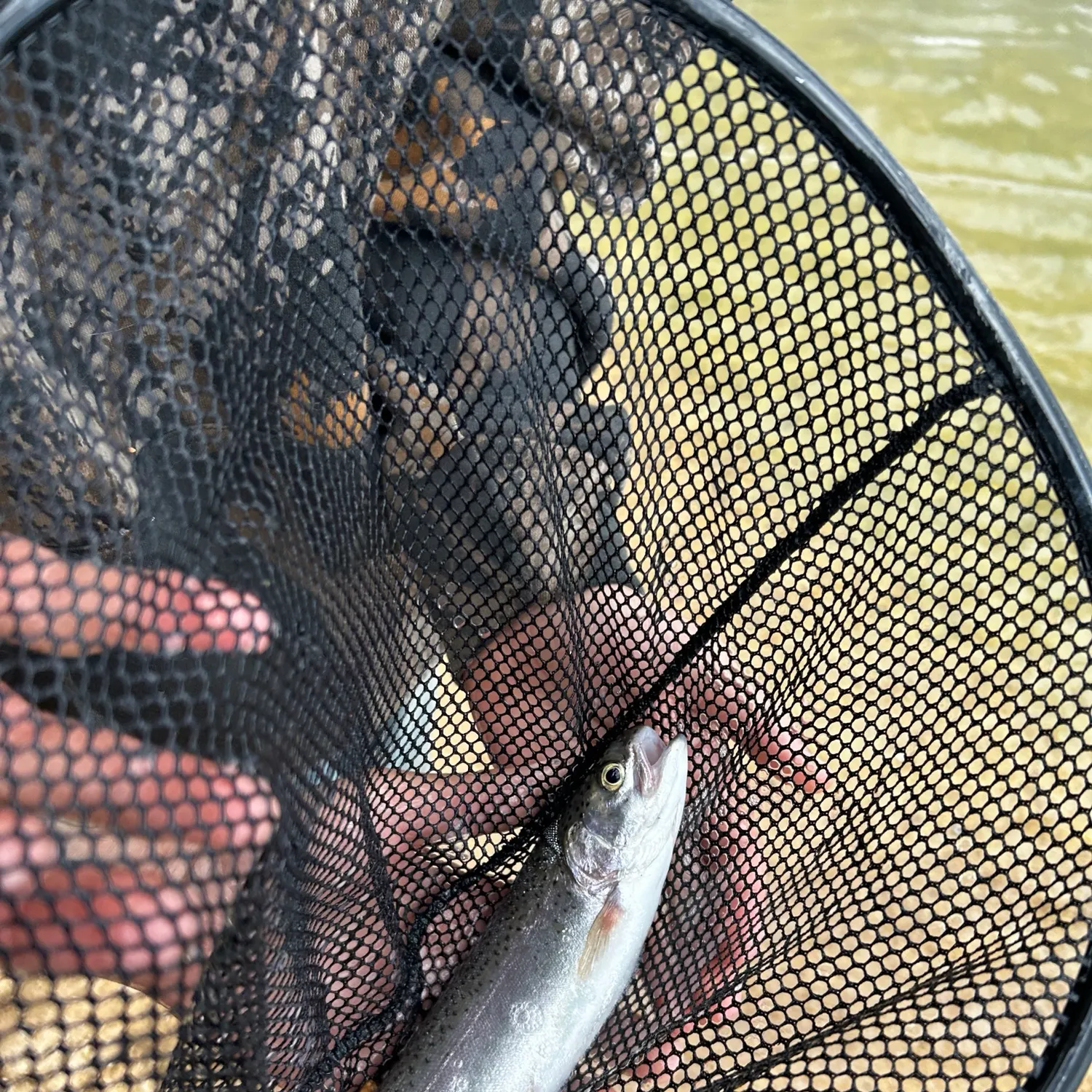 Rainbow trout caught on Fishbrain