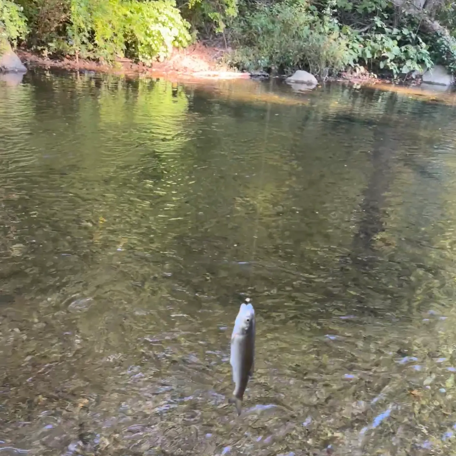 Fallfish caught on Fishbrain
