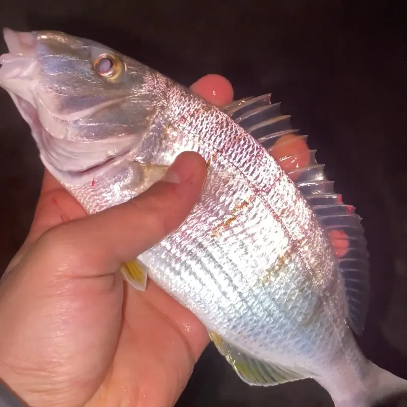 The most recent Striped seabream catches on Fishbrain