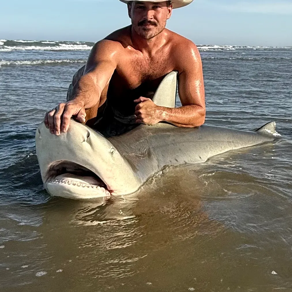 The most recent Bull shark catches on Fishbrain