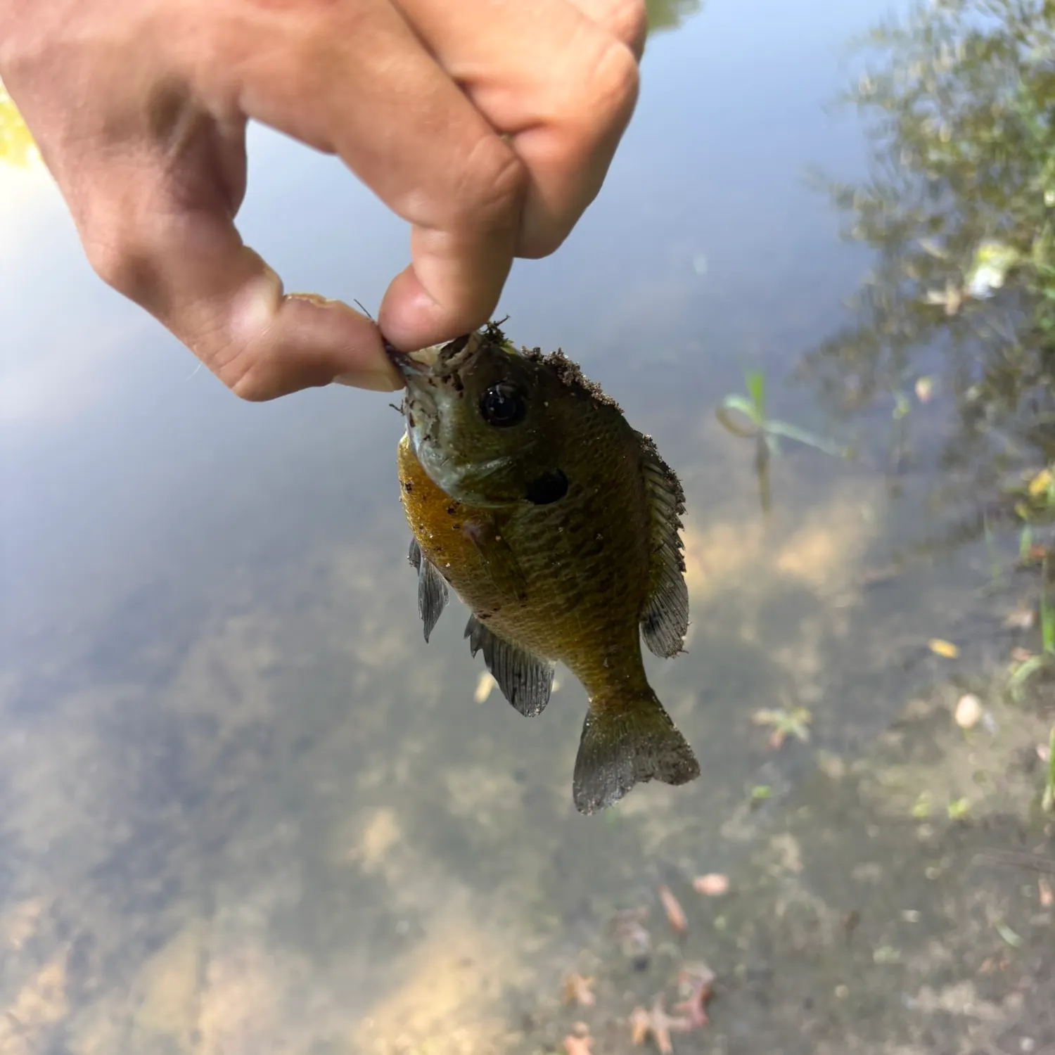 Bluegill caught on Fishbrain