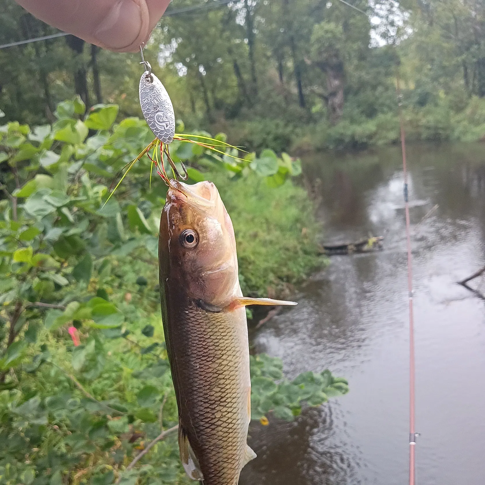Creek chub caught on Fishbrain