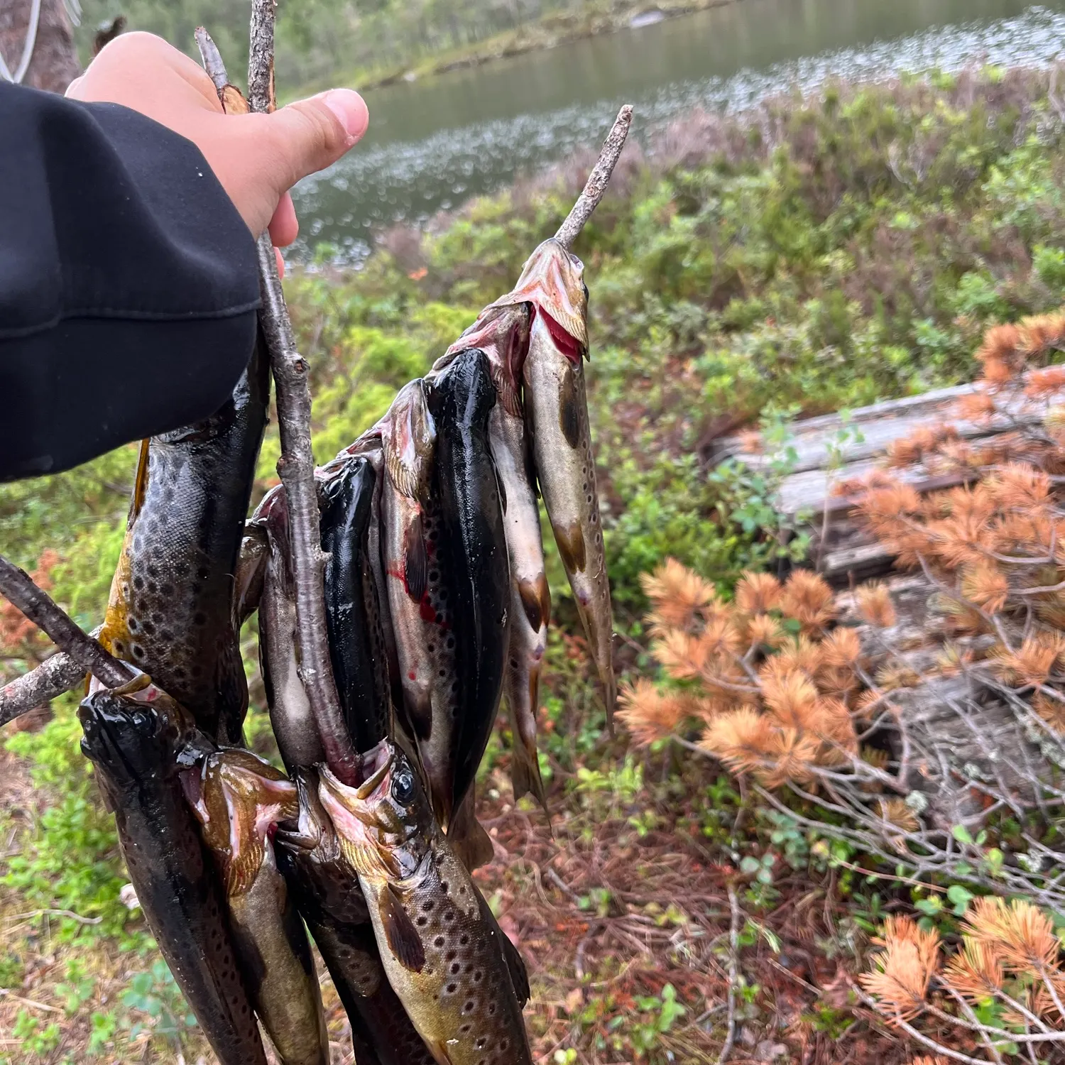 recently logged catches