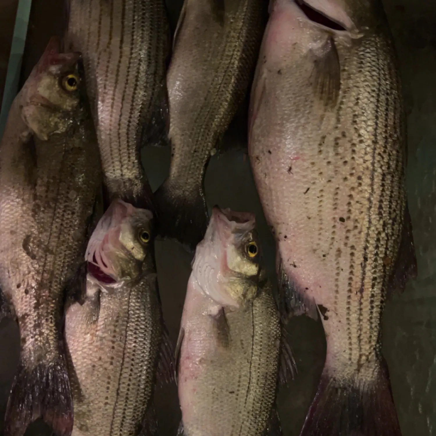 recently logged catches