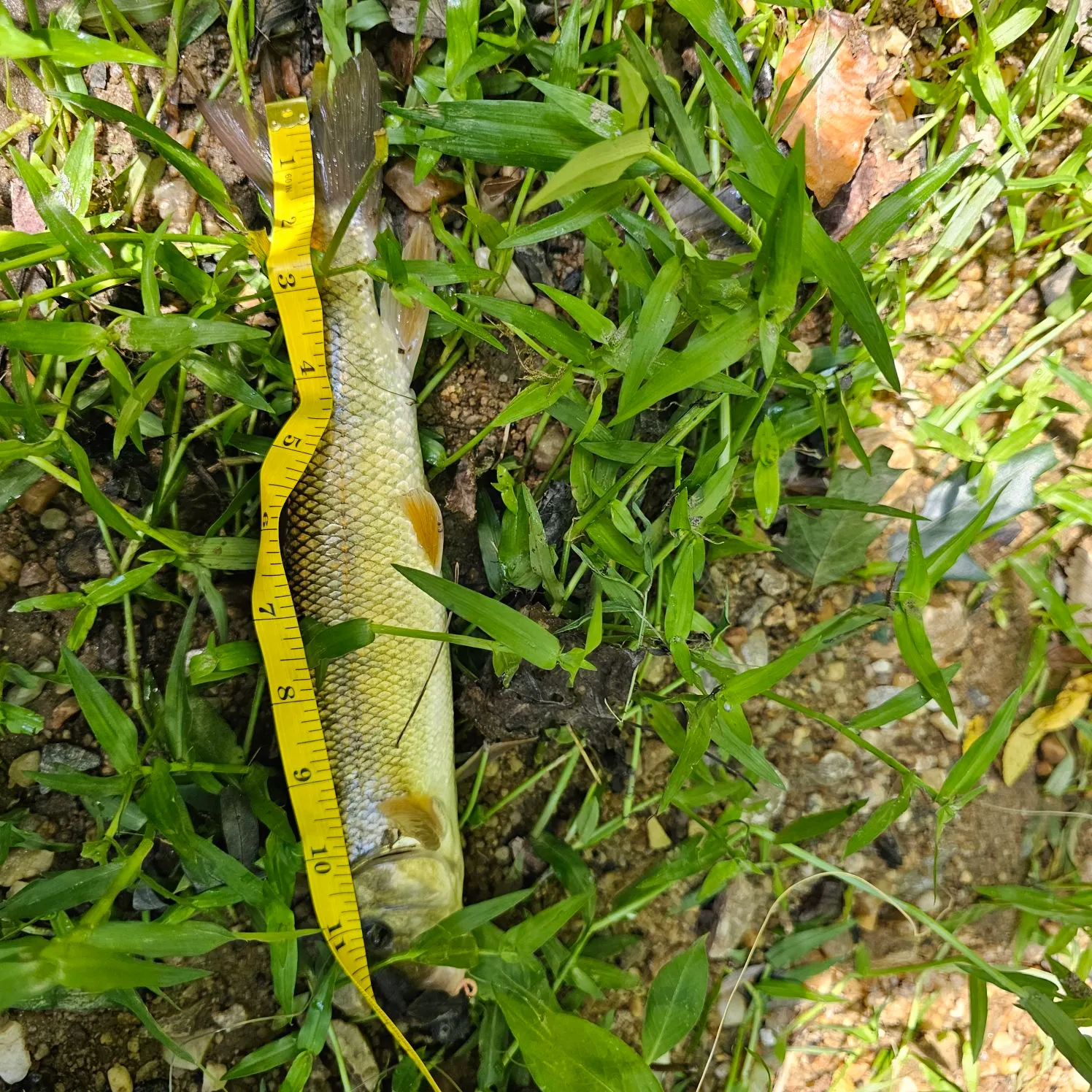 White sucker caught on Fishbrain