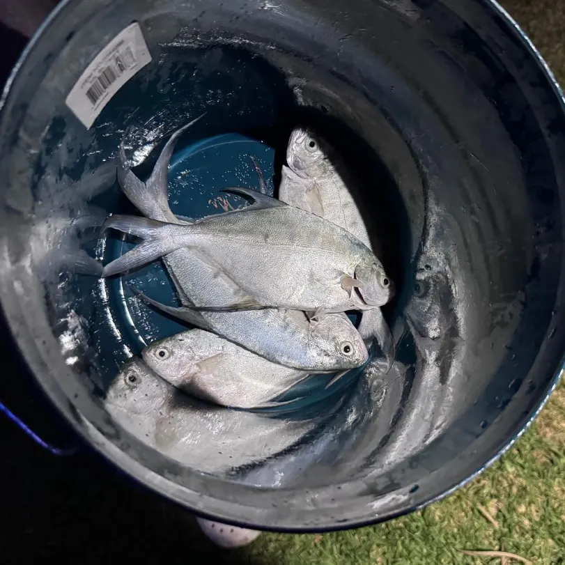 The most recent Swallowtail dart catches on Fishbrain