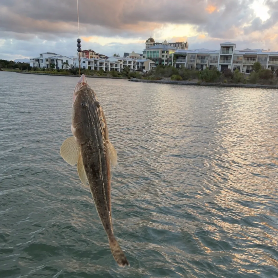 Fish caught on Fishbrain