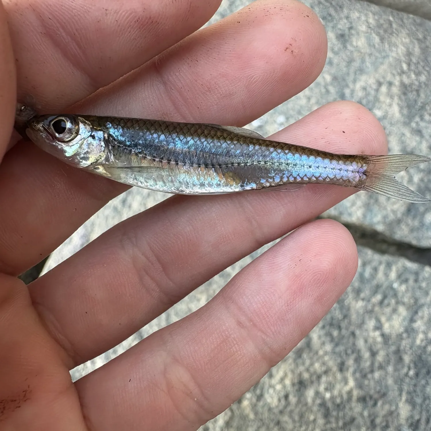 The most recent Mimic x channel shiner catches on Fishbrain