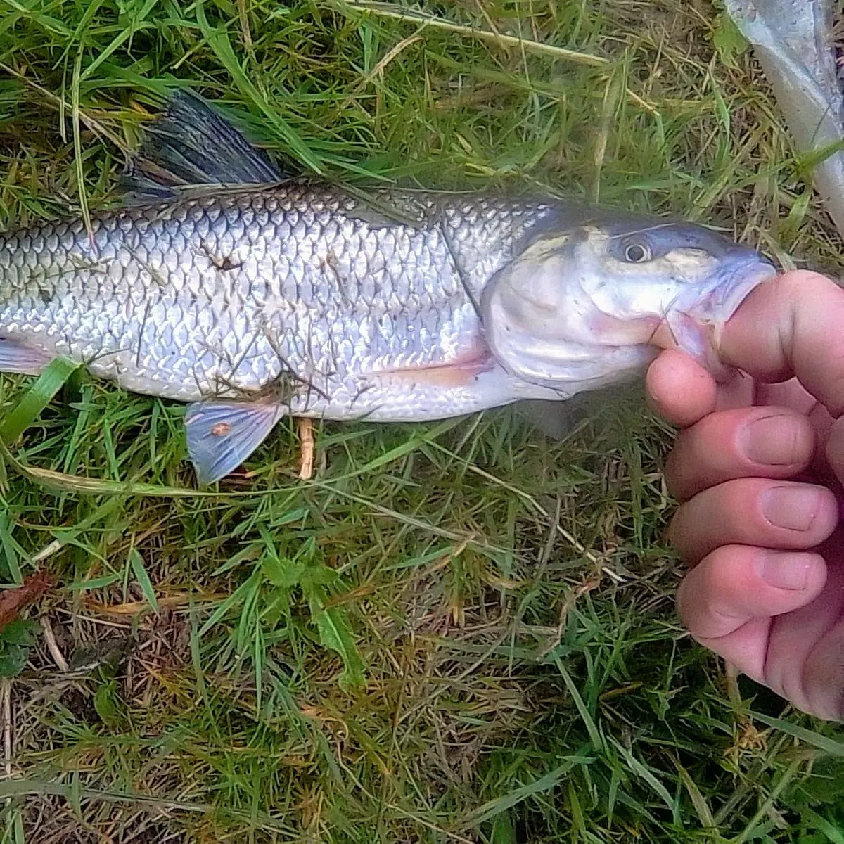 Fallfish caught on Fishbrain