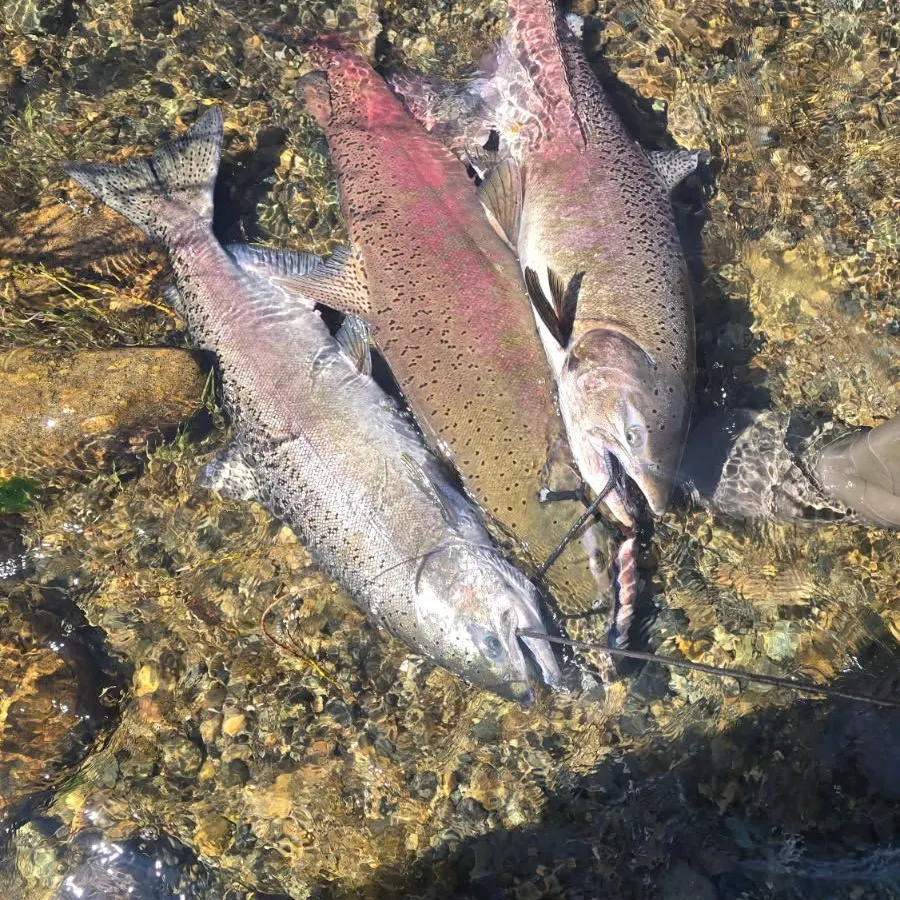 Coho salmon caught on Fishbrain