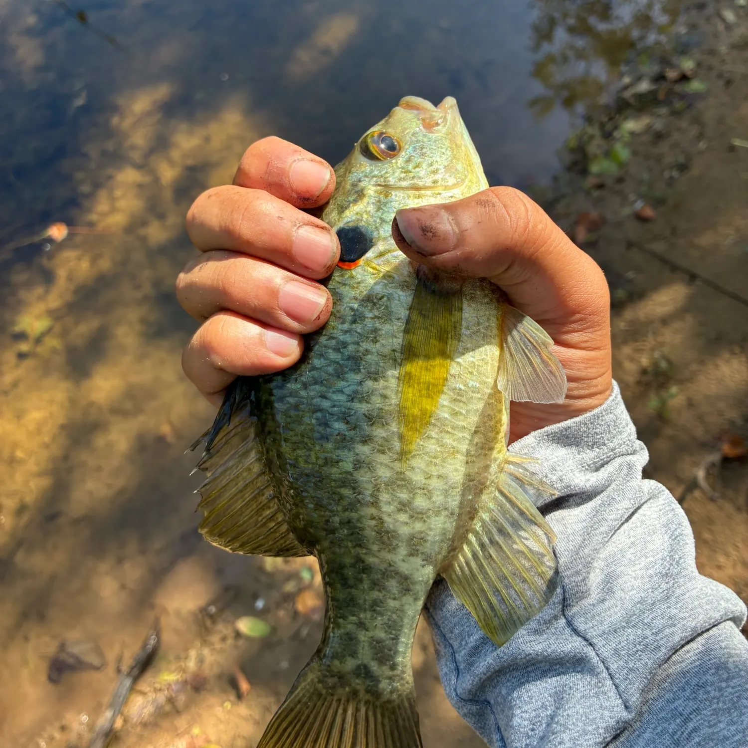 Bluegill caught on Fishbrain