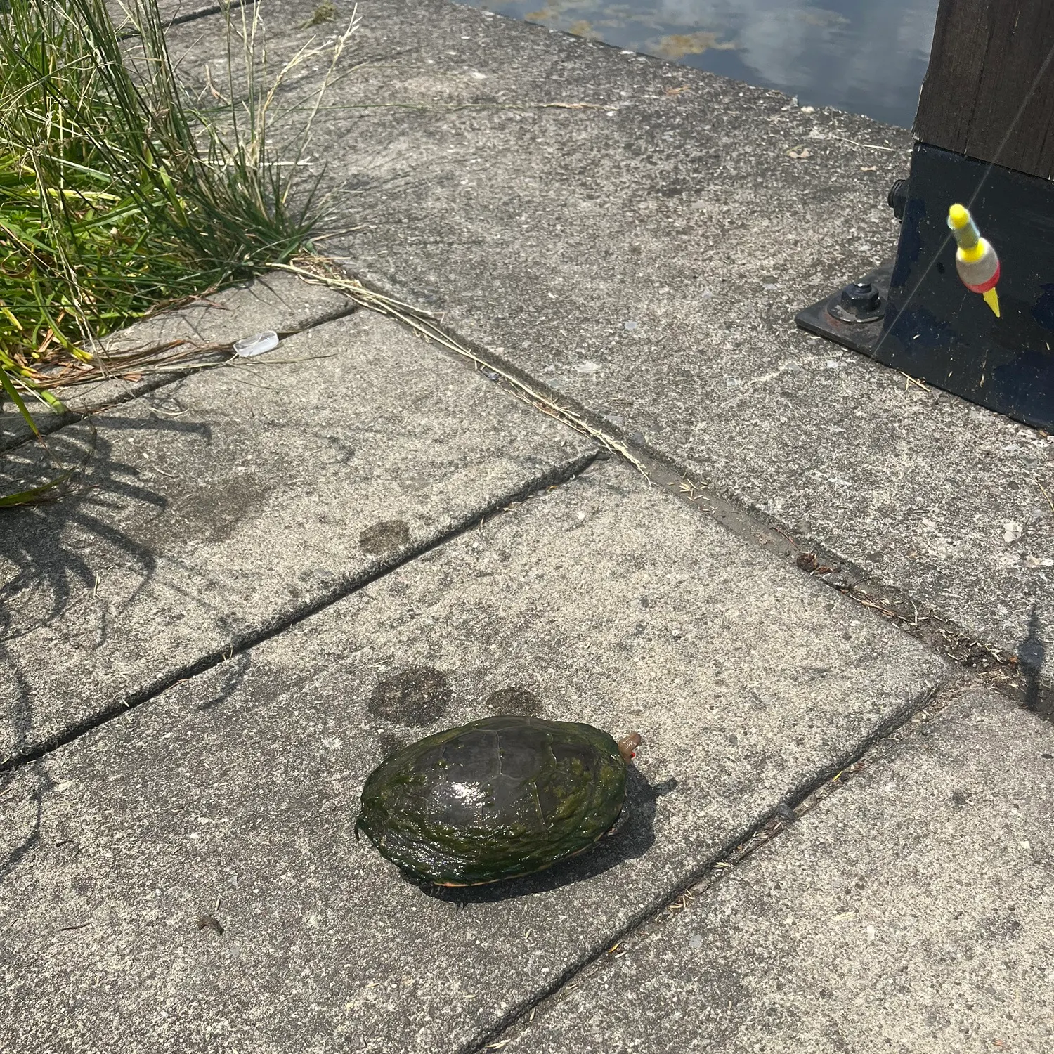 The most recent Pond slider turtle catches on Fishbrain
