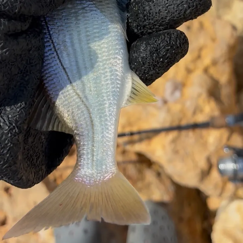 The most recent Tomtate grunt catches on Fishbrain