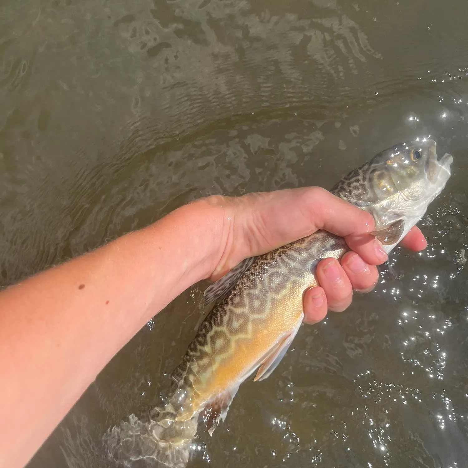 Tiger trout caught on Fishbrain