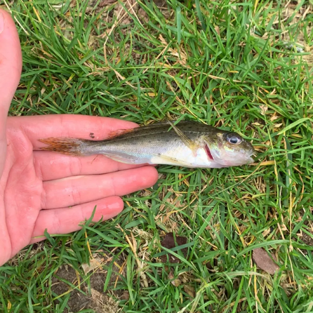 The most recent Eurasian ruffe catches on Fishbrain